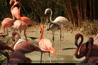Photo by WestCoastSpirit | New York  zoo, san diego, flamingo